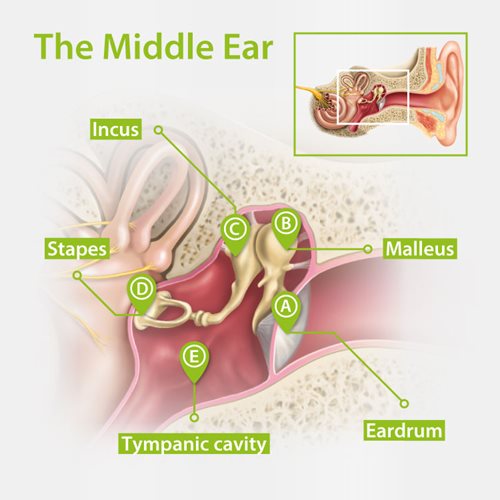 Structure of the middle ear