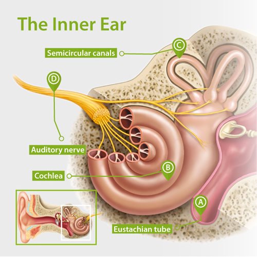 Structure of the inner ear