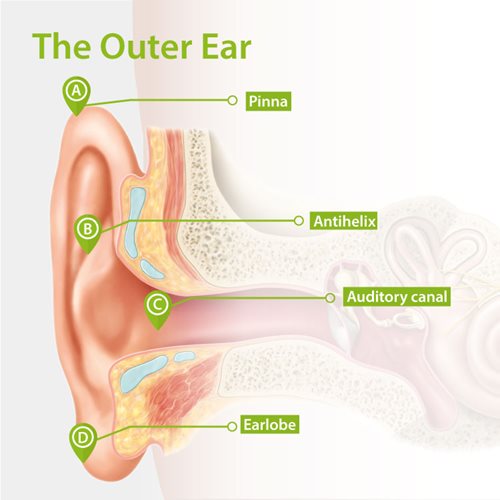 Structure of the outer ear
